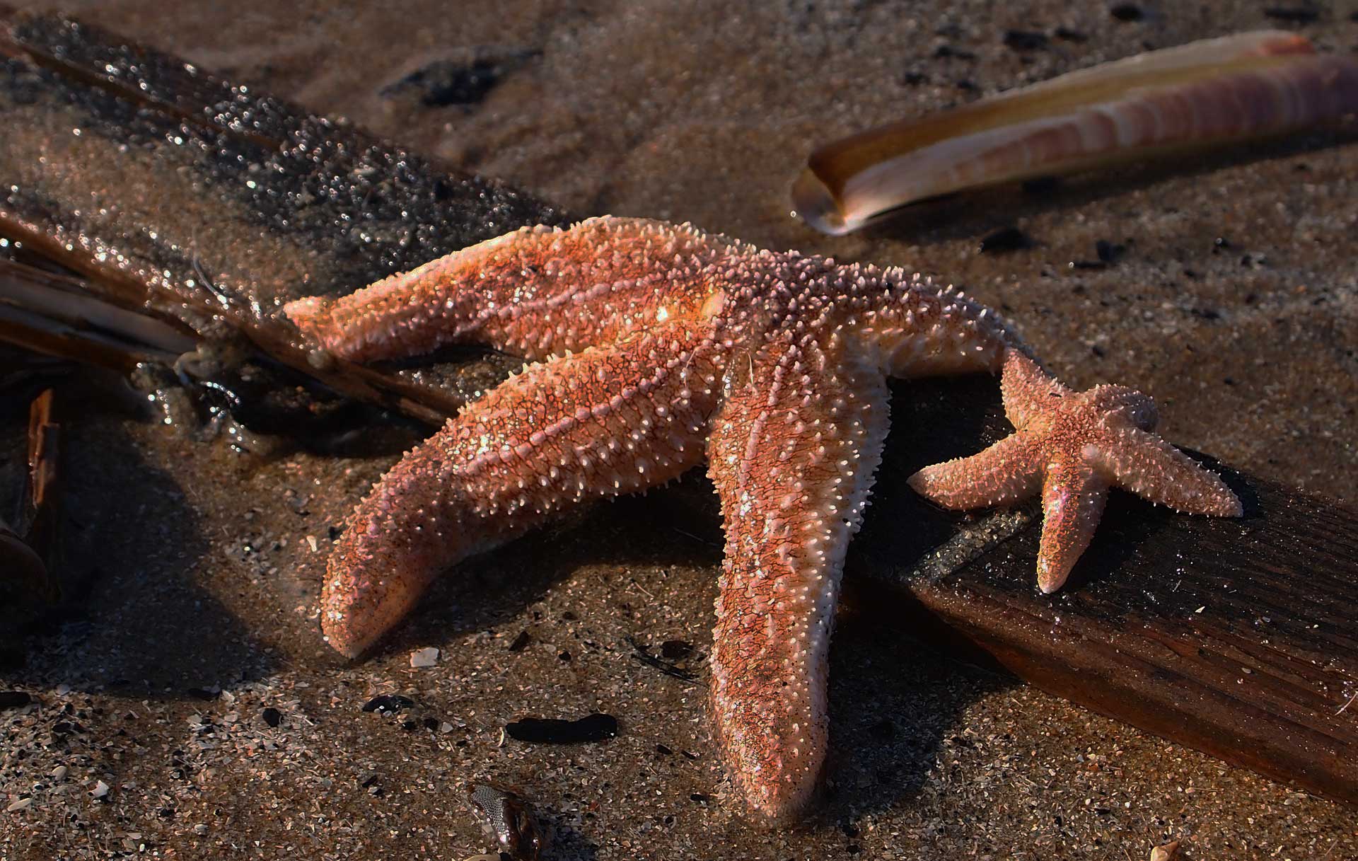 The Mighty Starfish - Juventide™ - The regenerative potential